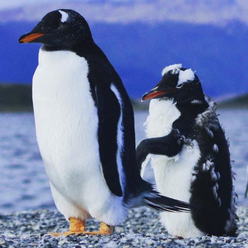 Pinguins