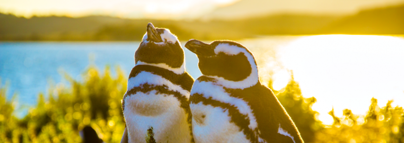 Ushuaia - Isla Martillo pinguins