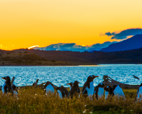 Pinguins em Ushuaia