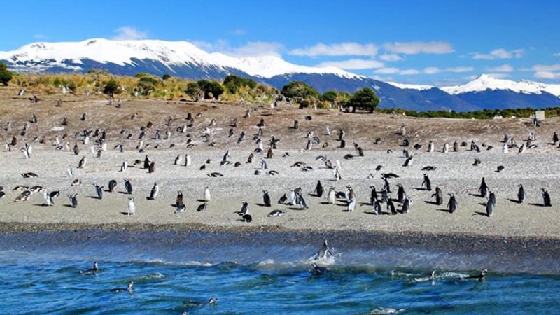 Um bando de pinguins espalhados pela praia e uma montanha ao funco com o picos cobertos por neve e o céu azul com nuvens brancas - Isla Martillo