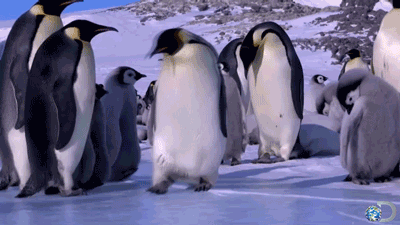 pinguins em ushuaia - Isla Martillo
