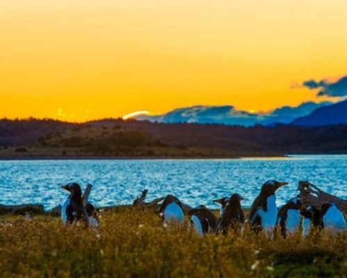 Quais os passeios mais procurados por brasileiros em Ushuaia no verão?