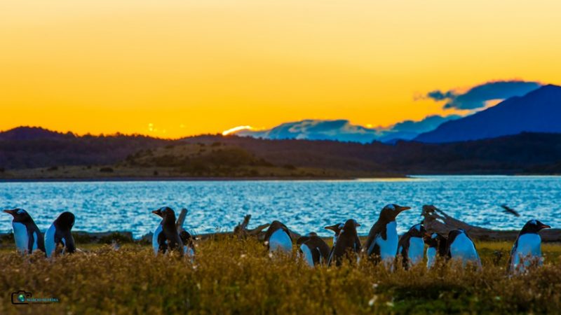 Foto com o por do sol atras das montanhas, lagoa com a cor da água azul e vários pinguins no chão 