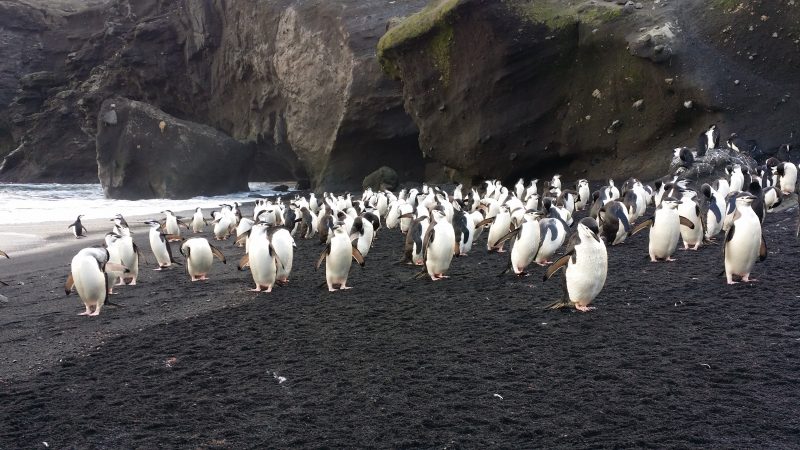 Pinguins de Barbicha Antártida 