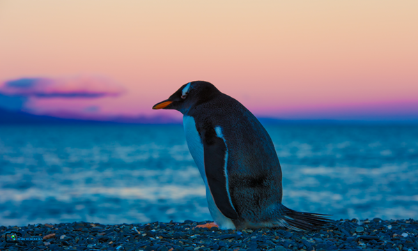 Pinguim na Patagônia Argentina durante o Verão | Brasileiros em Ushuaia