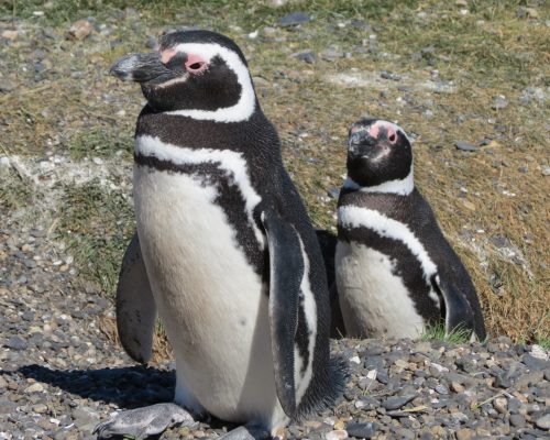 Diversão animal: caminhe com os pinguins em Ushuaia!