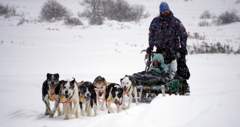 Família sendo carregada por cachorros no trenó durante o inverno em Ushuaia | Brasileiros em Ushuaia