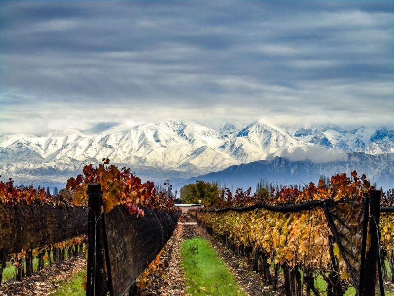 Vinícolas de Mendoza | Brasileiros em Ushuaia