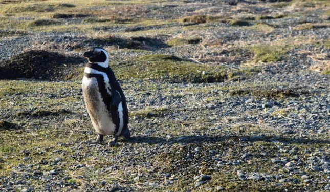 Pinguins na Patagônia Argentina Bruna Bartolomei do Blog Contanto as Horas conhece Ushuaia | Brasileiros em Ushuaia