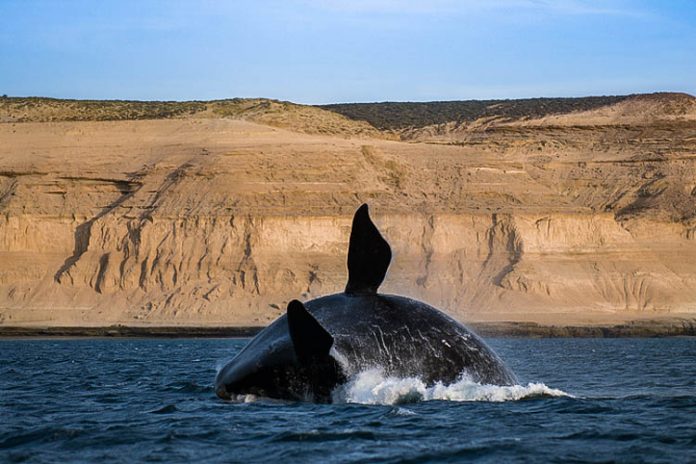 Portal Buskaki apresenta novos destinos da Patagonia Argentina | Brasileiros em Ushuaia