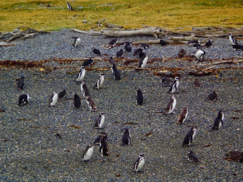 Vanezza Narciso - Blog Vanezza com Z - Pinguinera | | Brasileiros em Ushuaia
