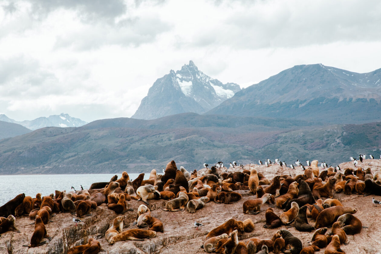 Leões Marinhos - Brasileiros em Ushuaia