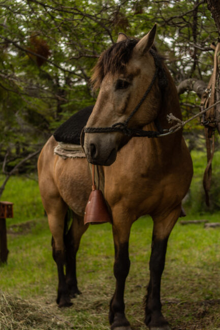 Cavalos Estancia Tierras Patagónicas - Brasileiros em Ushuaia