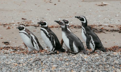 PinguineraOnachagaExpeditions-164